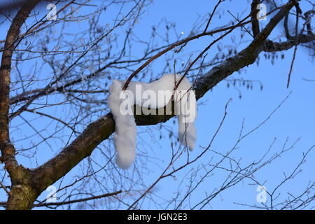 Kulisse der schneebedeckten Landschaften Stockfoto