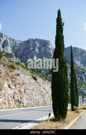 MAKARSKA, CROTIA - 16. Juni 2017: Beaituful kroatische Tanne an der Makarska Riviera. Natürliche Schönheit der Dolmatian Küste Stockfoto