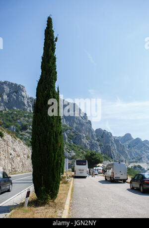 MAKARSKA, CROTIA - 16. Juni 2017: Beaituful kroatische Tanne an der Makarska Riviera. Natürliche Schönheit der Dolmatian Küste Stockfoto