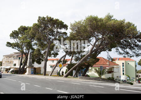 MAKARSKA, CROTIA - 16. Juni 2017: Bäume wachsen es die Straße der Stadt Makarska Stockfoto