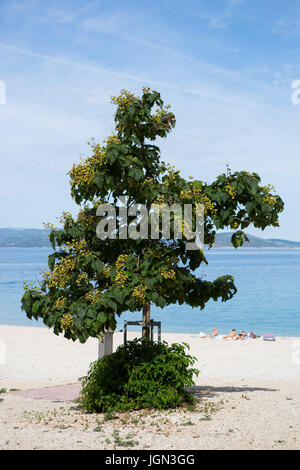 MAKARSKA, CROTIA - 16. Juni 2017: blühende grüner Baum wachsen am Strand an der kroatischen Riviera Stockfoto