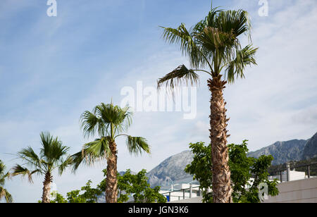 MAKARSKA, CROTIA - 16. Juni 2017: schöne exotische Palmen wachsen in der Stadt. Grüne Palmen unter der Sonne Stockfoto