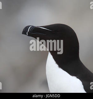 Tordalk (Alca Torda), Erwachsener, Porträt, Farne Islands, Northumbria, England, UK. Stockfoto