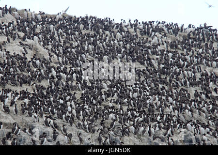 Eine Kolonie von Trottellummen (gemeinsame wärmeren, Uria Aalge) auf nisten Klippen, Farne Islands, Northumbria, England, UK. Stockfoto