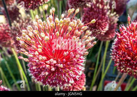 Nahaufnahme des Allium amethystinum 'Red Mohican', Zierzwiebelblumen Stockfoto