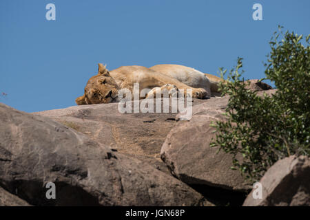 Löwin ruht auf einem Kopje, Serengeti Nationalpark, Tansania Stockfoto