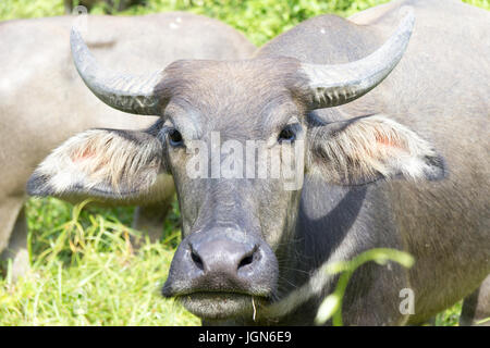 Wasserbüffel (Bubalus beispielsweise) in Phuket, Thailand Stockfoto