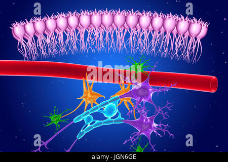 Gehirn Nervengewebe, Abbildung. Hier zu sehen sind Ependymzellen (rosa), eine Kapillare (rot), Astrozyten (grün), Mikroglia (orange) und zwei Nervenzellen mit Myelinscheiden (hellblau) auf ihre Axone (lila). Stockfoto