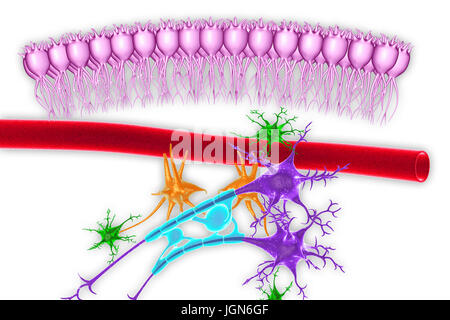 Gehirn Nervengewebe, Abbildung. Hier zu sehen sind Ependymzellen (rosa), eine Kapillare (rot), Astrozyten (grün), Mikroglia (orange) und zwei Nervenzellen mit Myelinscheiden (hellblau) auf ihre Axone (lila). Stockfoto