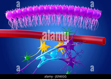 Gehirn Nervengewebe, Abbildung. Hier zu sehen sind Ependymzellen (rosa), eine Kapillare (rot), Astrozyten (grün), Mikroglia (gelb) und zwei Nervenzellen (dunkelviolett) mit Myelinscheiden (hellblau) auf ihre Axone. Stockfoto