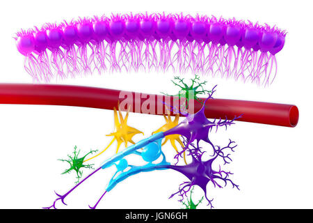 Gehirn Nervengewebe, Abbildung. Hier zu sehen sind Ependymzellen (rosa), eine Kapillare (rot), Astrozyten (grün), Mikroglia (gelb) und zwei Nervenzellen (dunkelviolett) mit Myelinscheiden (hellblau) auf ihre Axone. Stockfoto