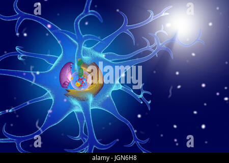 Illustration von Organellen in einer Nervenzelle (Neuron). Neuronen leiten Informationen rund um das zentrale Nervensystem (ZNS) und der CNS mit dem Rest des Körpers. Kernstück ist der Kern (transparent), enthält Chromosomen (rot), die genetische Information der Zelle zu halten. Endoplasmatische Retikulum (ER, rosa) ist die Website der Lipid-Synthese und die Produktion von Proteinen, Membrane-springen. Die Golgi Körper (gelb) modifiziert und Pakete Proteine. Mitochondrien (grün) geben Sie die Zelle mit Energie. Stockfoto