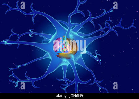 Illustration von Organellen in einer Nervenzelle (Neuron). Neuronen leiten Informationen rund um das zentrale Nervensystem (ZNS) und der CNS mit dem Rest des Körpers. Kernstück ist der Kern (transparent), enthält Chromosomen (rot), die genetische Information der Zelle zu halten. Endoplasmatische Retikulum (ER, rosa) ist die Website der Lipid-Synthese und die Produktion von Proteinen, Membrane-springen. Die Golgi Körper (gelb) modifiziert und Pakete Proteine. Mitochondrien (grün) geben Sie die Zelle mit Energie. Stockfoto