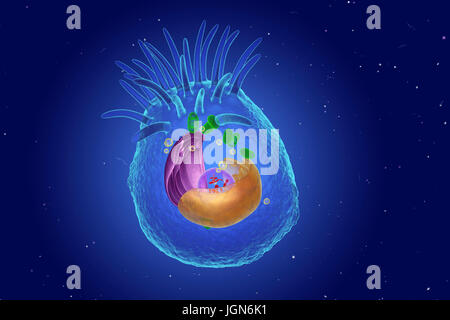 Illustration von Organellen in einer tierischen Zelle. Kernstück ist der Kern (transparent), enthält Chromosomen (rot), die genetische Information der Zelle zu halten. Endoplasmatische Retikulum (ER, rosa) ist die Website der Lipid-Synthese und die Produktion von Proteinen, Membrane-springen. Die Golgi Körper (gelb) modifiziert und Pakete Proteine. Mitochondrien (grün) geben Sie die Zelle mit Energie. Zilien (Finger-wie Projektionen) bewegen Partikel sich auf der Außenseite der Zelle. Stockfoto