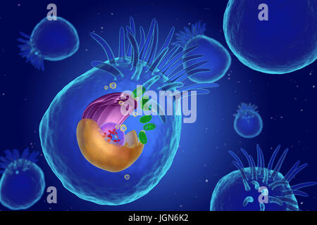 Illustration von Organellen in einer tierischen Zelle. Kernstück ist der Kern (transparent), enthält Chromosomen (rot), die genetische Information der Zelle zu halten. Endoplasmatische Retikulum (ER, rosa) ist die Website der Lipid-Synthese und die Produktion von Proteinen, Membrane-springen. Die Golgi Körper (gelb) modifiziert und Pakete Proteine. Mitochondrien (grün) geben Sie die Zelle mit Energie. Zilien (Finger-wie Projektionen) bewegen Partikel sich auf der Außenseite der Zelle. Stockfoto