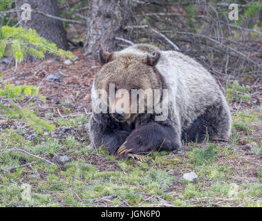 Junge Grizzly Bär liegend mit Pfoten gefaltet wie Schulkind Stockfoto