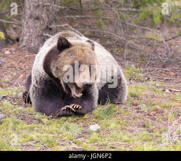 junge Grizzly Bär liegend mit Pfoten gefaltet mit offenen Backen Stockfoto