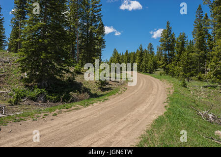 Feldweg führt in den Wald von einem Rocky Mountain-Hügel im Westen. Stockfoto