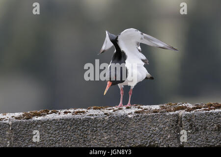 Eurasischen Austernfischer Haematopus Ostralegus Flügel dehnen Stockfoto