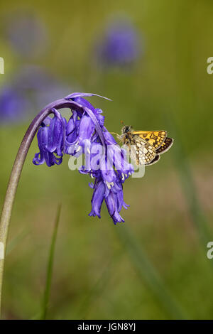 Karierte Skipper, Carterocephalus Palameon, Bluebell Blume Hyacinthoides non-Scripta gehockt Stockfoto