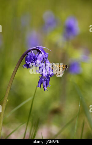 Karierte Skipper, Carterocephalus Palameon, Bluebell Blume Hyacinthoides non-Scripta gehockt Stockfoto