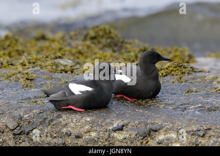 Schwarz Trottellummen, Cepphus Grylle. paar auf Felsen Stockfoto