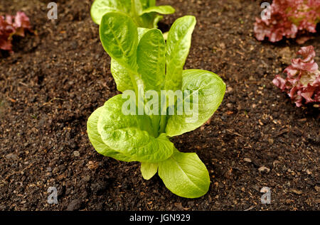 Kopfsalat Pflanzen in Großbritannien Gemüsegarten Stockfoto