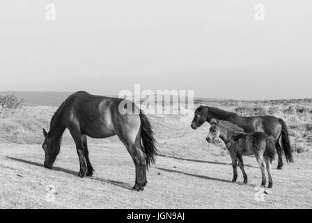 Exmoor Ponys, Dunkery Leuchtfeuer, Exmoor Stockfoto