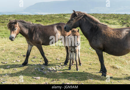 Exmoor Ponys, Dunkery Leuchtfeuer, Exmoor Stockfoto