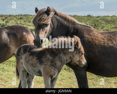 Exmoor Ponys, Dunkery Leuchtfeuer, Exmoor Stockfoto