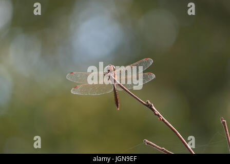 Natura 2000 Polen, Europa. Dragonfly in Nahaufnahme bei Sonnenuntergang. Stockfoto