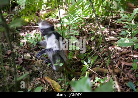 Baby Red Colobus Affen Essen im Jozani Forest, Zanzibar Stockfoto