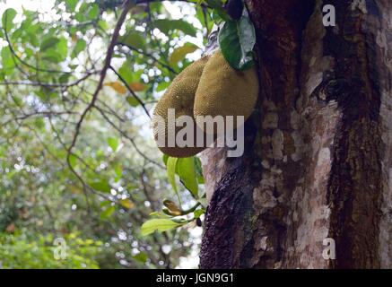 Durian Frucht wächst auf Baum, Zanzibar Stockfoto