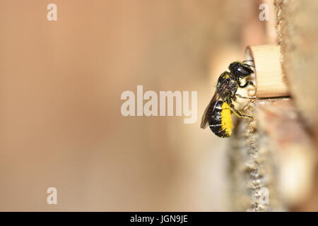 Einsame Harz Biene (Heriades Crenulatus) Pollen von Aster Blumen (Asteraceae) zu seinem Nest in hohlen Reed Stiel zu bringen. Betreten ein Insektenhotel. Stockfoto