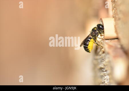 Einsame Harz Biene (Heriades Crenulatus) Pollen von Aster Blumen (Asteraceae) zu seinem Nest in hohlen Reed Stiel zu bringen. Betreten ein Insektenhotel. Stockfoto