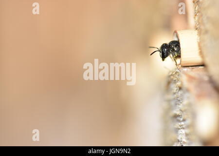 Einsame Harz Biene (Heriades Crenulatus) auf der Suche aus und verlassen das Nest in ein hohles Schilfrohr Stengel in ein Insektenhotel. Stockfoto