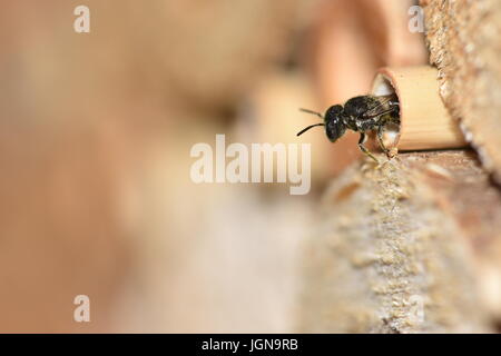 Einsame Harz Biene (Heriades Crenulatus) auf der Suche aus und verlassen das Nest in ein hohles Schilfrohr Stengel in ein Insektenhotel. Stockfoto