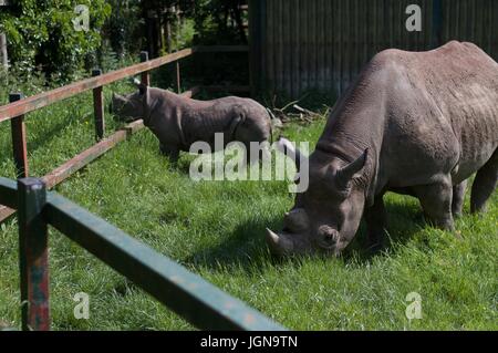 Rhino mit Baby, Port Lympne Wildlife park Stockfoto