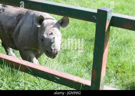 Baby Spitzmaul-Nashorn in Gefangenschaft, Port Lympne Wildlife park Stockfoto