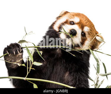Frontale Portrait des roten Pandas Essen Bambus Stockfoto