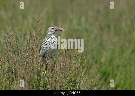 Wiese Pieper - Anthus Pratensis Sitzstangen auf Heather - Calluna Vulgaris mit Lebensmitteln. UK Stockfoto