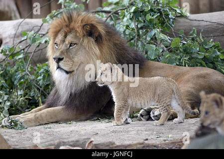 Neuwied, Deutschland. 26. Juni 2017. Zwei der fünf Berber Löwe Babys geboren am 19. April neben ihrem Vater Schroeder im Zoo in Neuwied, Deutschland, 26. Juni 2017 zu sehen. Laut Zoodirektor Mirko Thiel verbleiben nur etwa 100 Berberlöwen in der Welt, von denen meisten nicht mehr reinrassig sind. Foto: Thomas Frey/Dpa/Alamy Live News Stockfoto