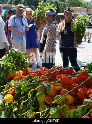 Tokio, Japan. 9. Juli 2017. Annual Fair Ground Cherry startet um Sensouji-Tempel in der Innenstadt Einkaufsviertels von Asakusa, einer der besten Touristen-Spots in Japan, am Sonntag, 9. Juli 2017. Ob Sie es glauben oder nicht, wenn Sie den Tempel während der Messe zu besuchen, wird es Sie 46.000 Tage Glück bringen. Bildnachweis: Natsuki Sakai/AFLO/Alamy Live-Nachrichten Stockfoto