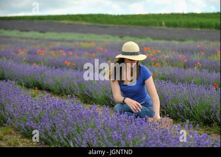 Arlesey, UK. 9. Juli 2017. Rachel Walton von St Albans besucht Hitchin Lavender Farm anzeigen und wählen Sie Lavendel. Derzeit in voller Blüte zieht der Lavendel Besucher aus nah und fern zu diesem beliebten familiengeführten Bauernhof. Bildnachweis: Stephen Chung/Alamy Live-Nachrichten Stockfoto