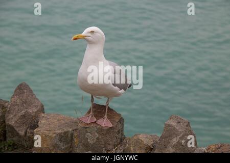 Eine Möwe (Silbermöwe) stehend auf einer Hafenmauer Stockfoto