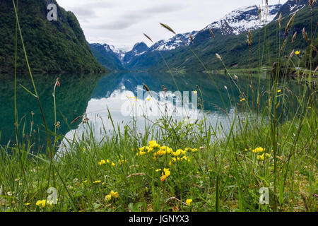 Spiegelungen im See Oldevatnet mit Birdsfoot Kleeblatt und Gräser wachsen am Ufer. Alten Oldedalen Tal Sogn Og Fjordane Grafschaft Norwegen Skandinavien Stockfoto