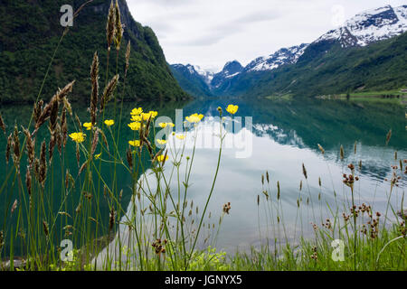 Reflexionen im Oldevatnet See mit Butterblumen und Gräser wachsen am Ufer. Olden, Oldedalen Tal, Sogn Og Fjordane Grafschaft, Norwegen, Scandinavia Stockfoto