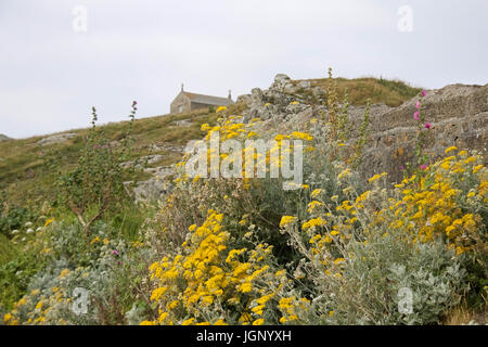 Wildblumen wachsen in Hülle und Fülle in der Nähe von St.-Nikolaus-Kapelle auf der Insel bei St. Ives, Cornwall, UK Stockfoto