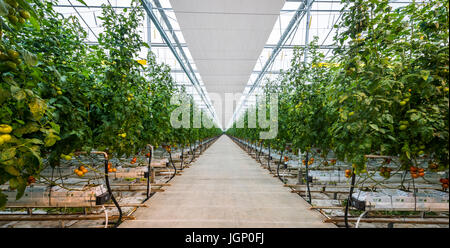 Tomaten Gewächshaus Treibhaus Gewächshaus Niederlande Westland in der