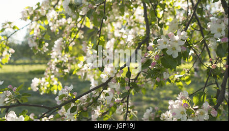 Slow-Motion handheld Pfanne Schuss von leichten rosa Apfel Baum Blüte Stockfoto